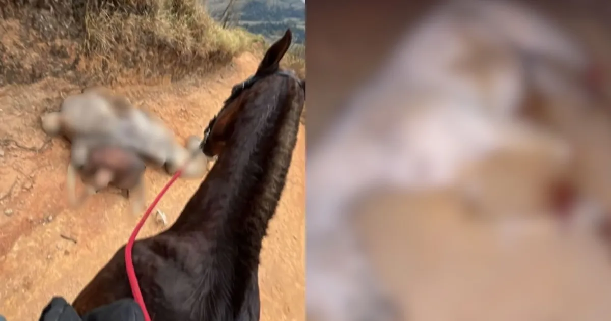 Caso de operação e resgate