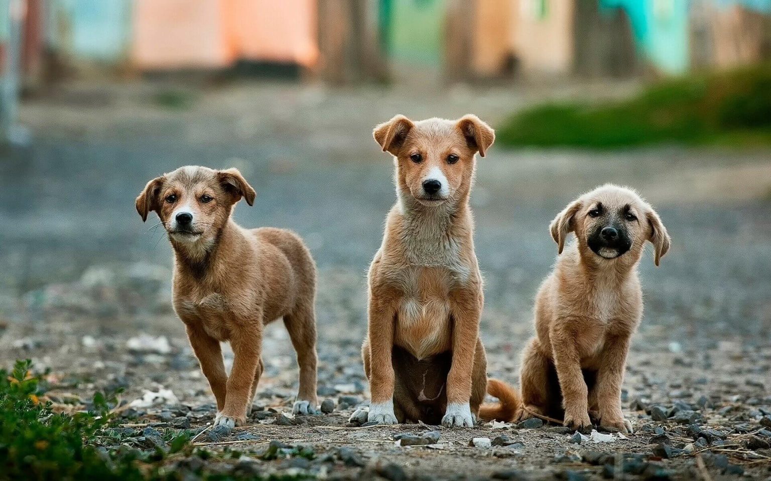 Animais de rua no inverno: como ajudar? - Delegado Bruno Lima