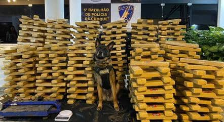 Cães policiais na busca e apreensão de drogas